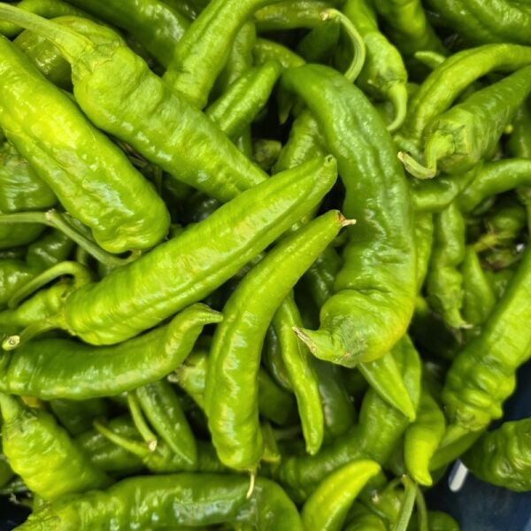 Hatay Sofra Taze Samandağ Biberi (1 KG)