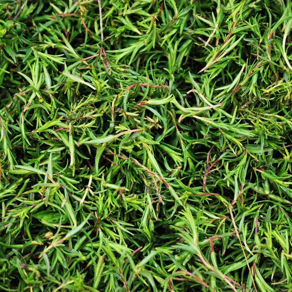 Hatay Sofra Taze Zahter (Dağ Kekiği) (1KG)