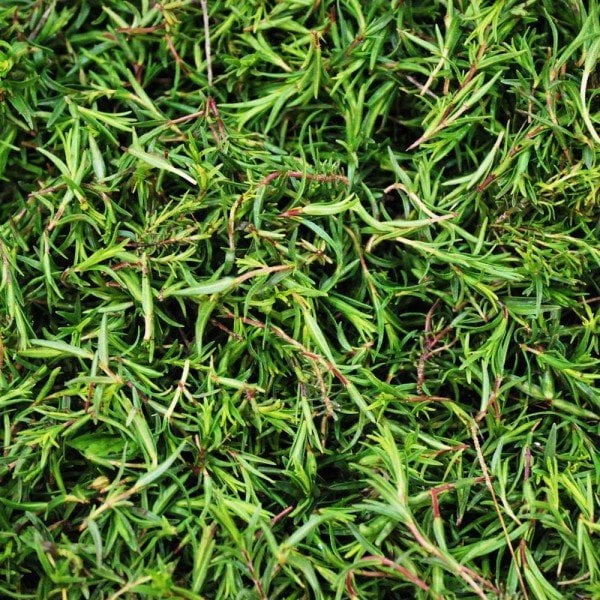 Hatay Sofra Taze Zahter (Dağ Kekiği) (1KG)