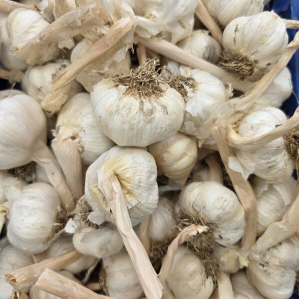 Kastamonu Sarımsağı 250 gr